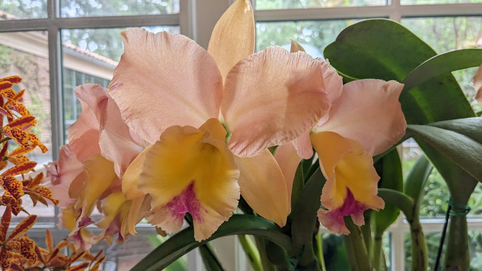 How to get an orchid to flower again