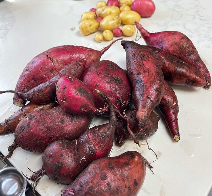 sweet potato harvest