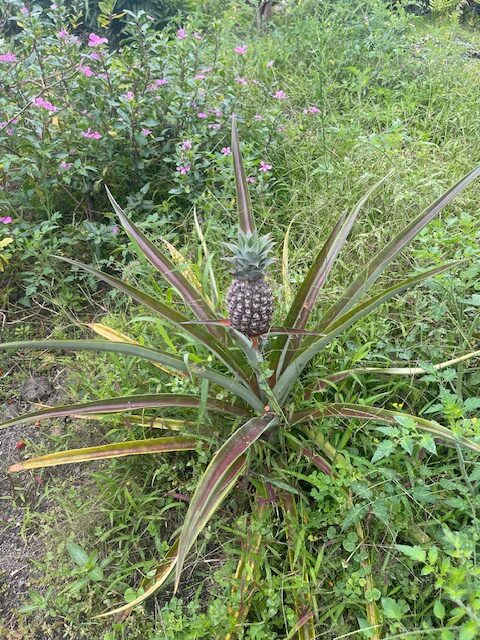 pineapple growing bigger