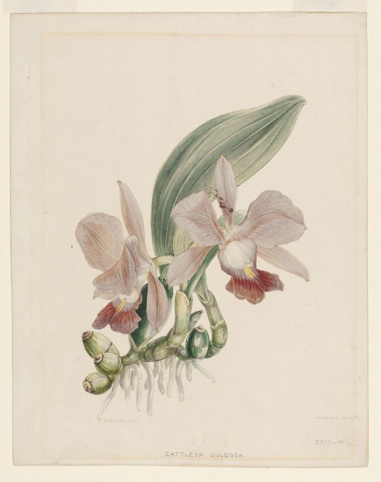 pink Cattleya orchid old botanical illustration