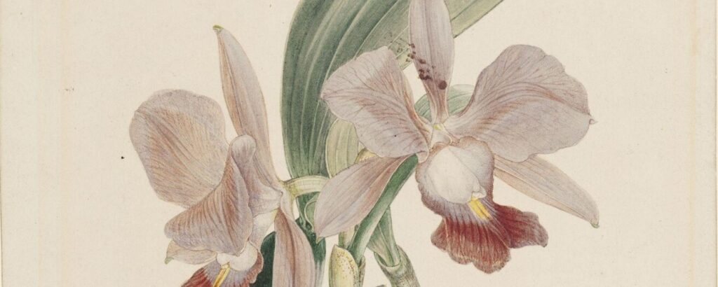 Cattleya botanical illustration