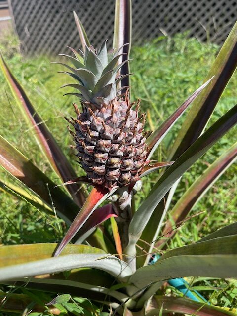 young pineapple growing