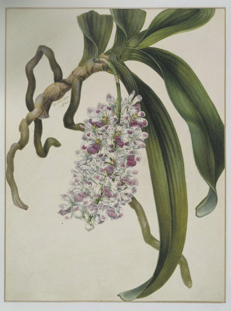 Vanda orchid old botanical illustration