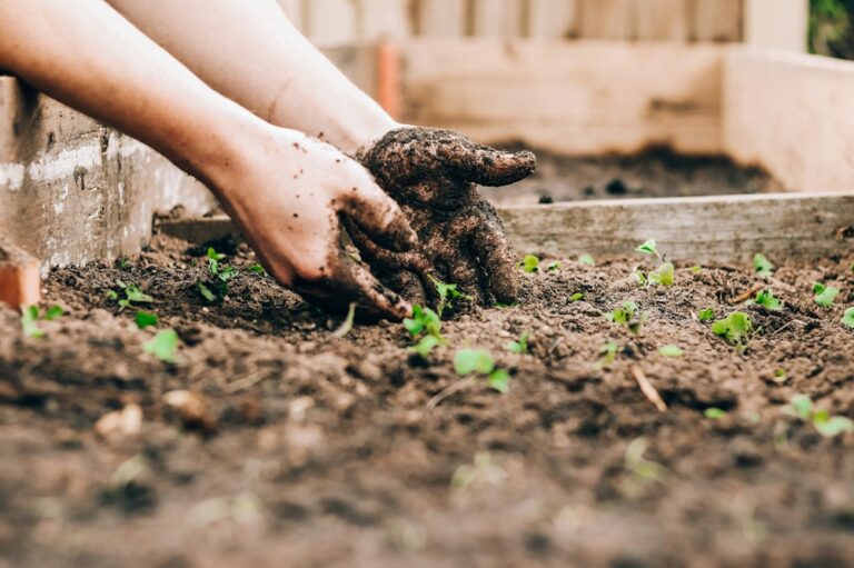 hands in garden soil