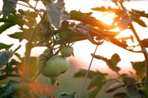 sunlight hitting tomato plants with tomatoes on the vine