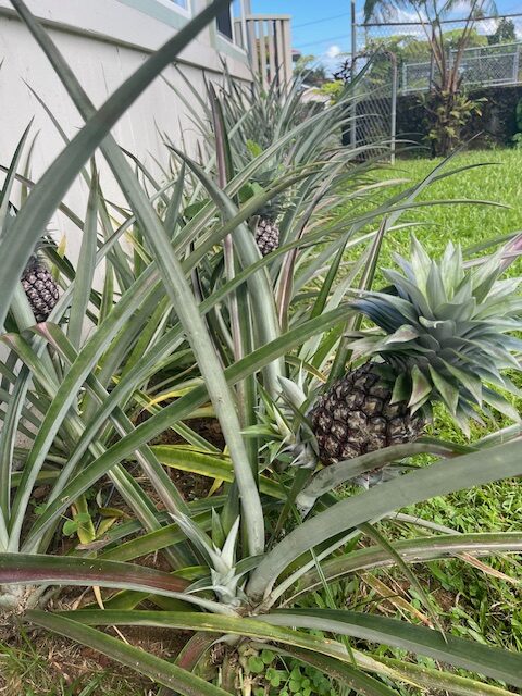 hilo pineapple patch