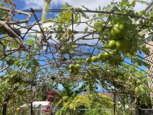 tomato trellis