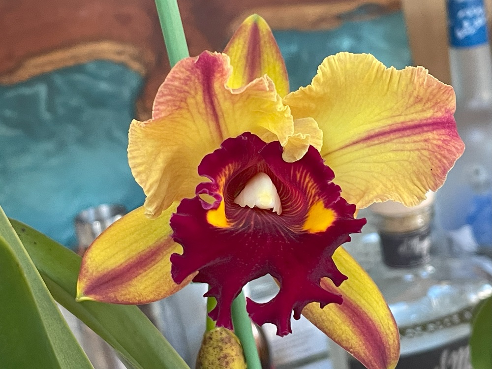 Brassolaeliocattleya Toshie Aoki