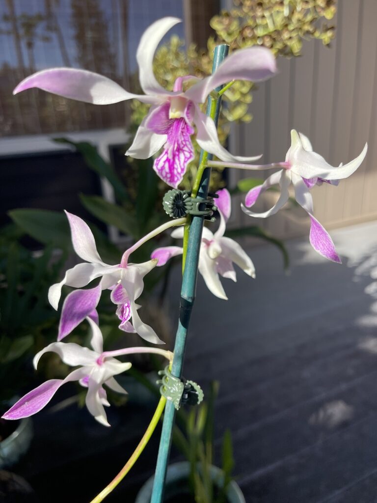 Dendrobium