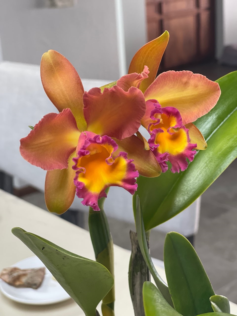 The Most Fragrant Orchids You Can Grow