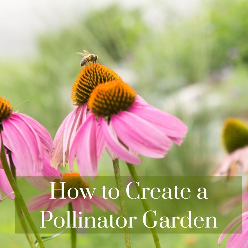 Create a pollinator garden