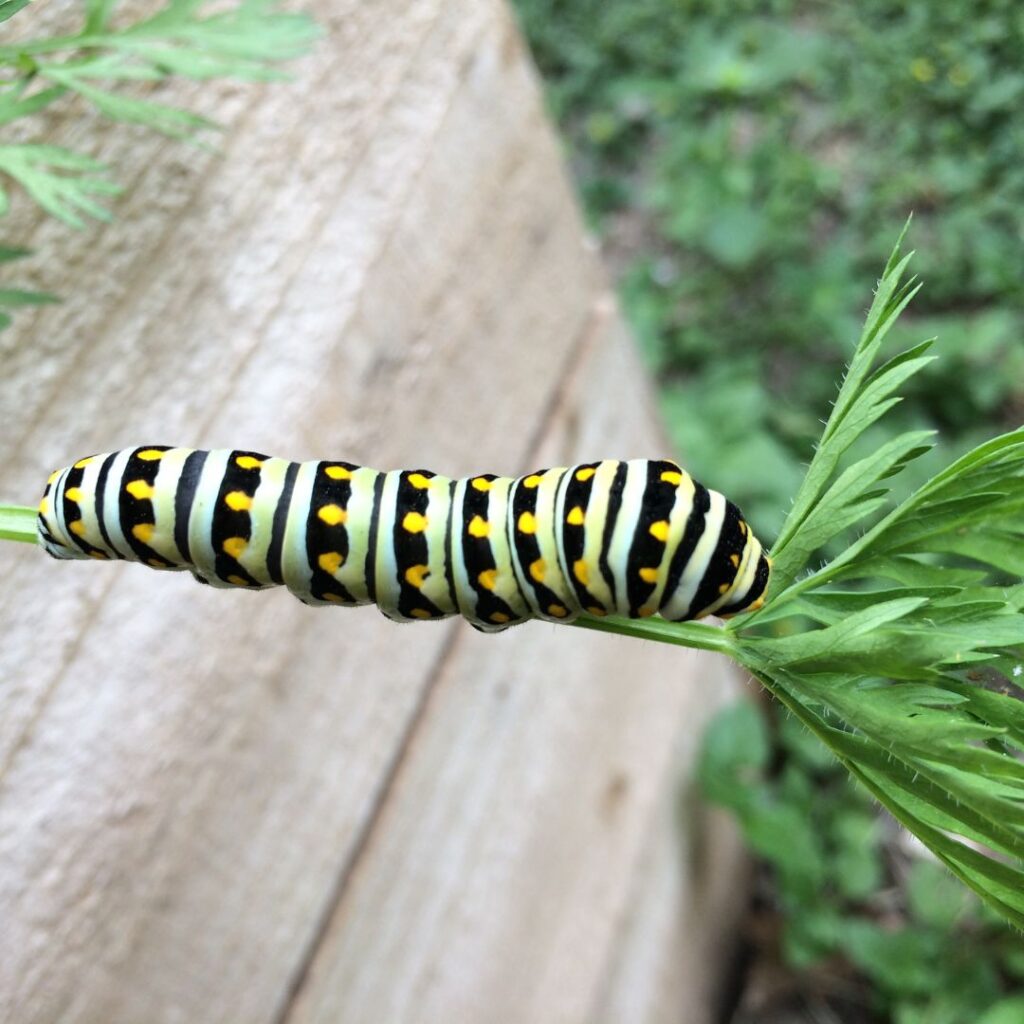 Black swallowtail caterpillar