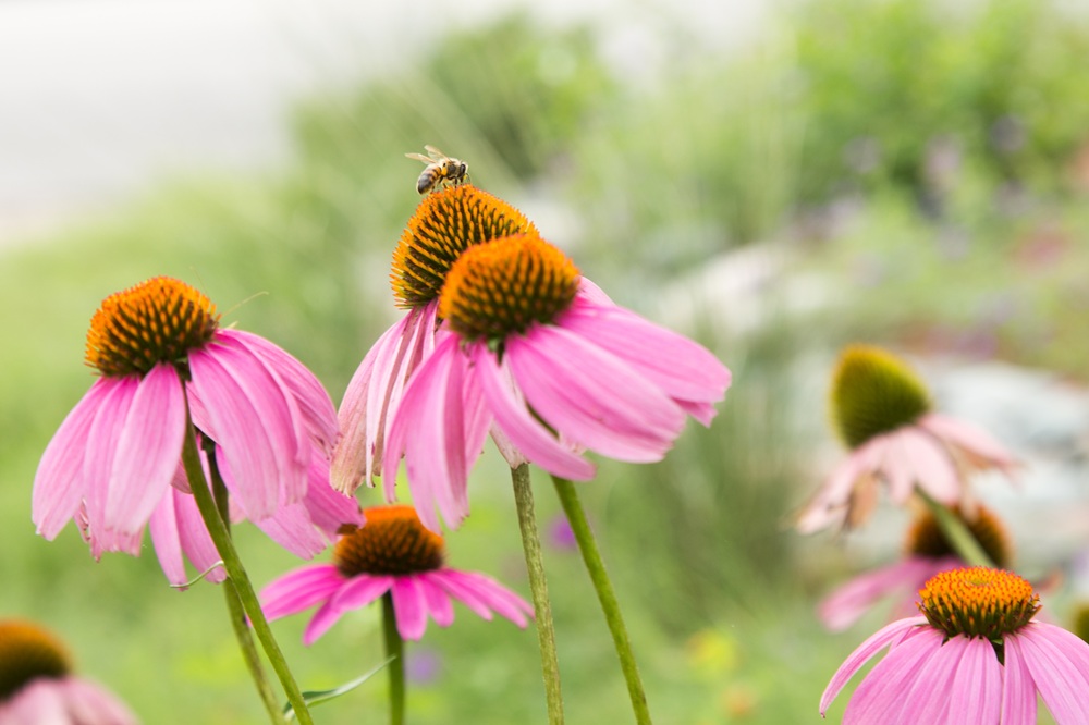 bee on purple coneflower