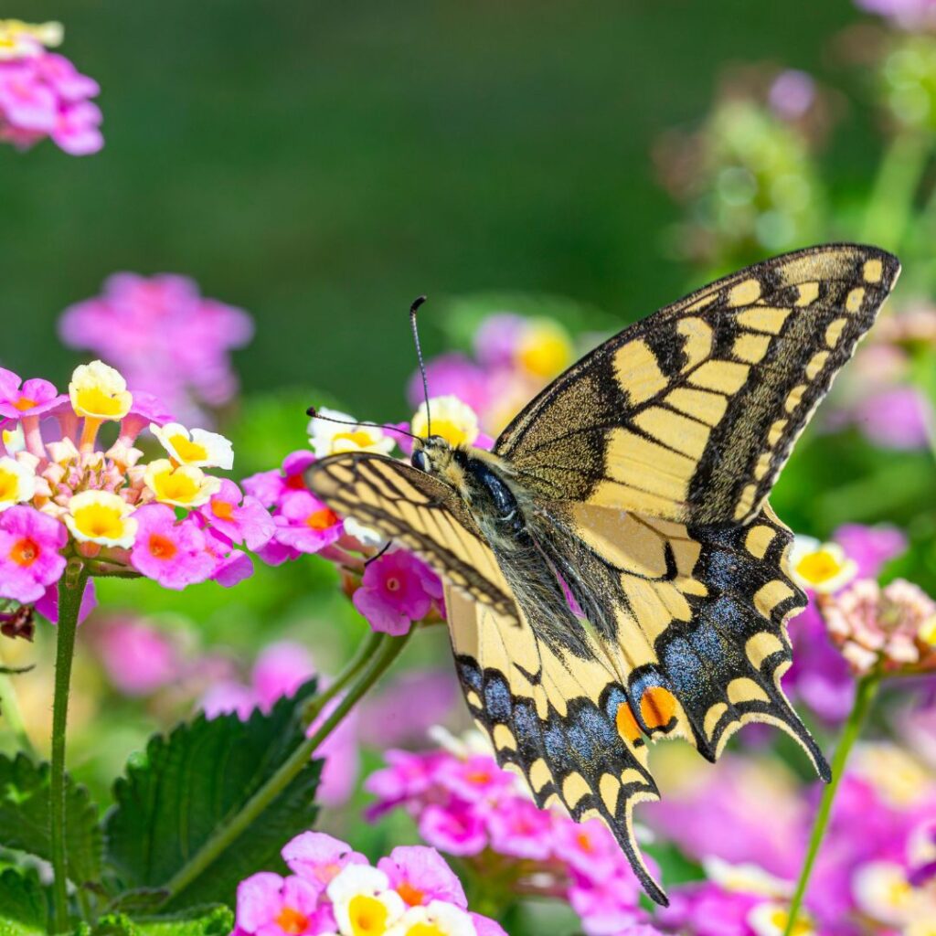lantana with butterfly