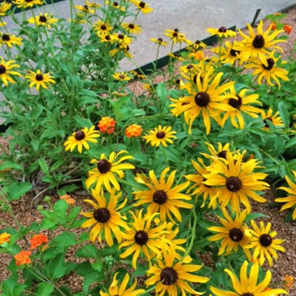 black eyed susans and lantana