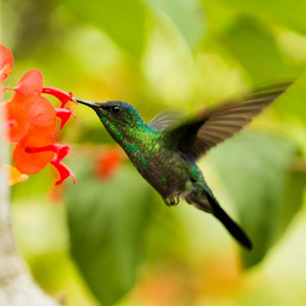 Hummingbird