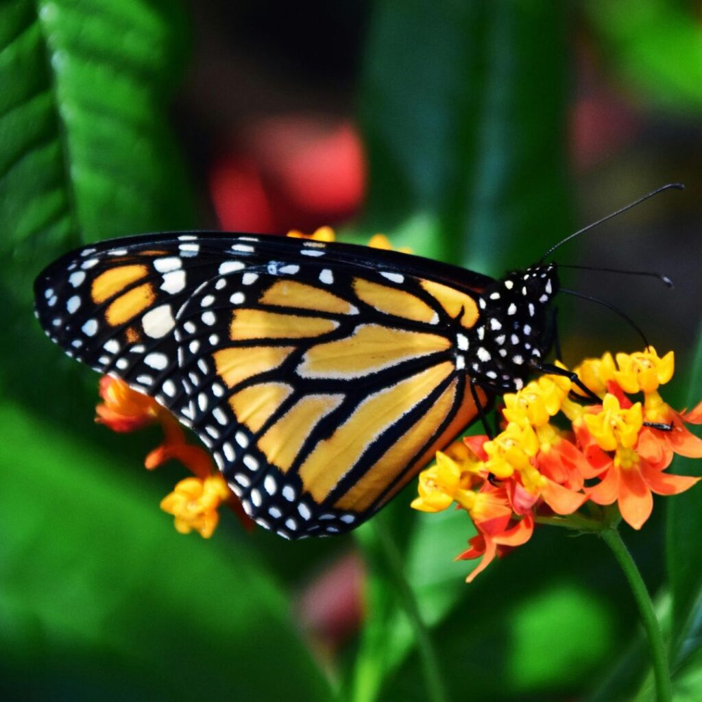 Monarch butterfly