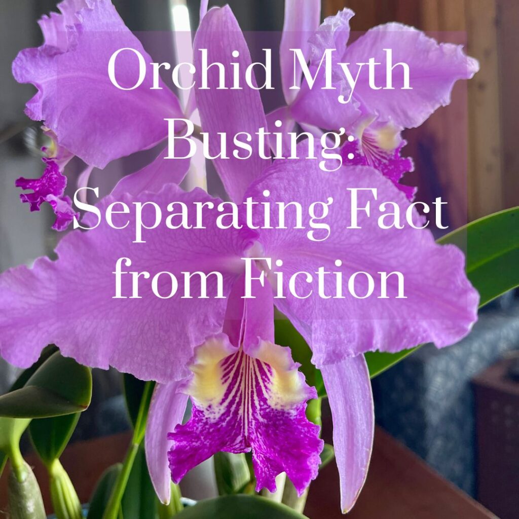 Orchid myth busting