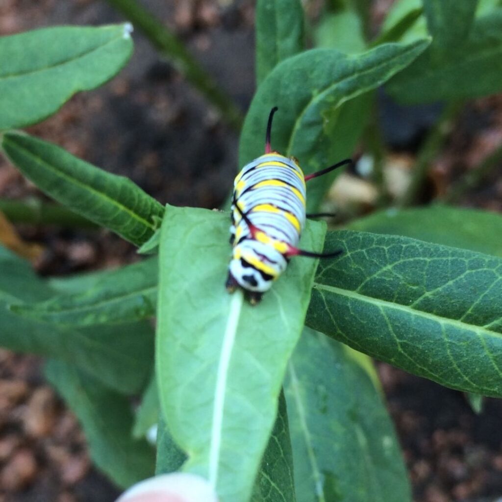 Queen caterpillar