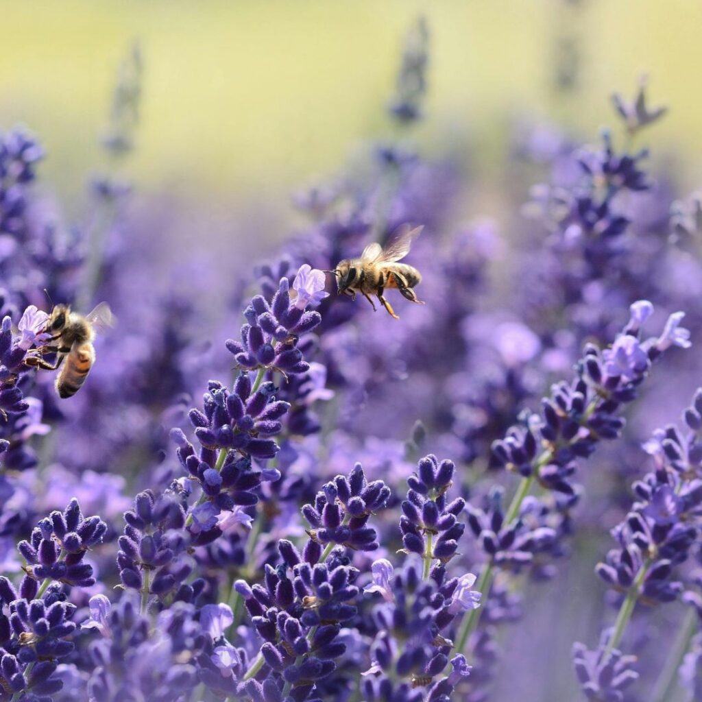 Bees on lavender