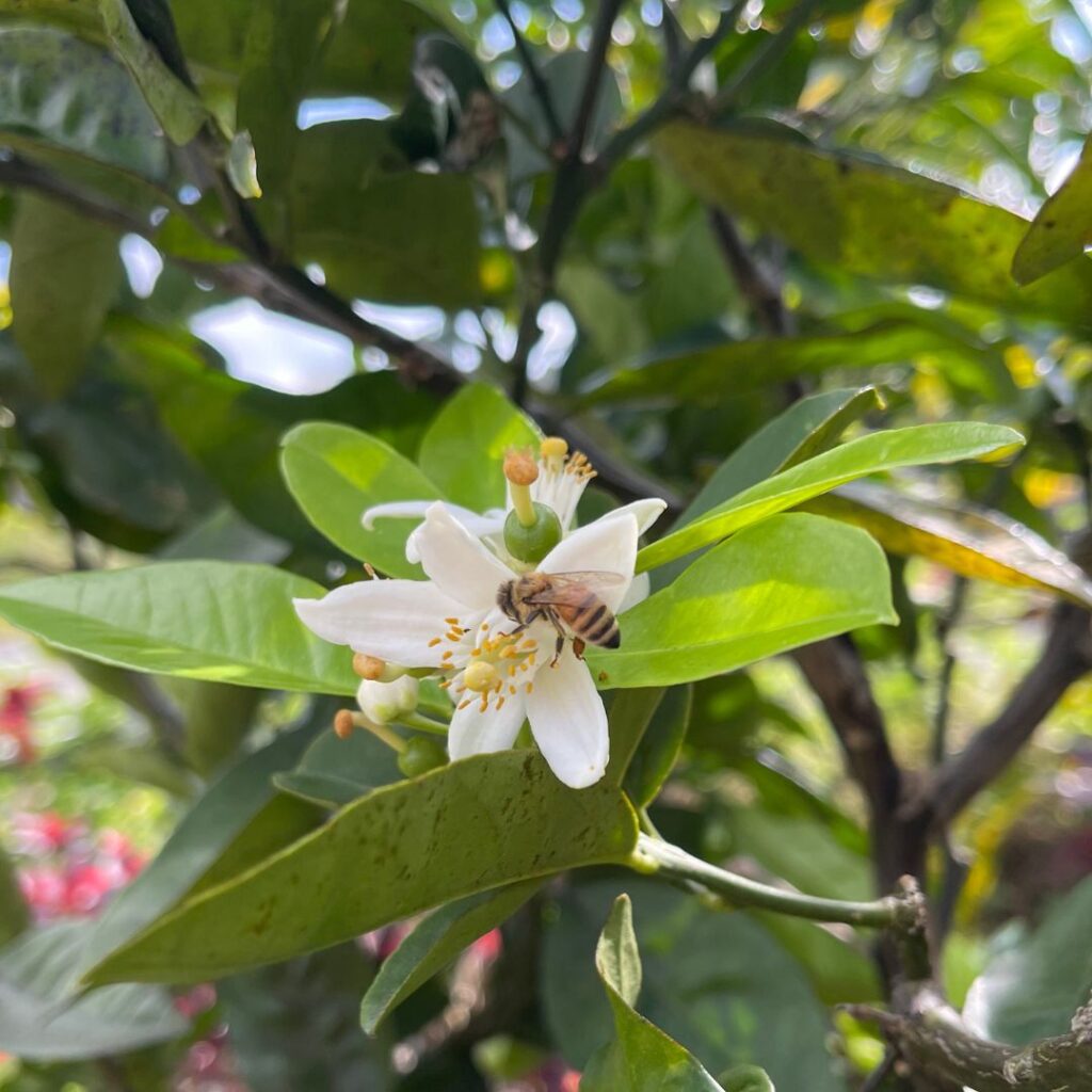 bee on orange blossom