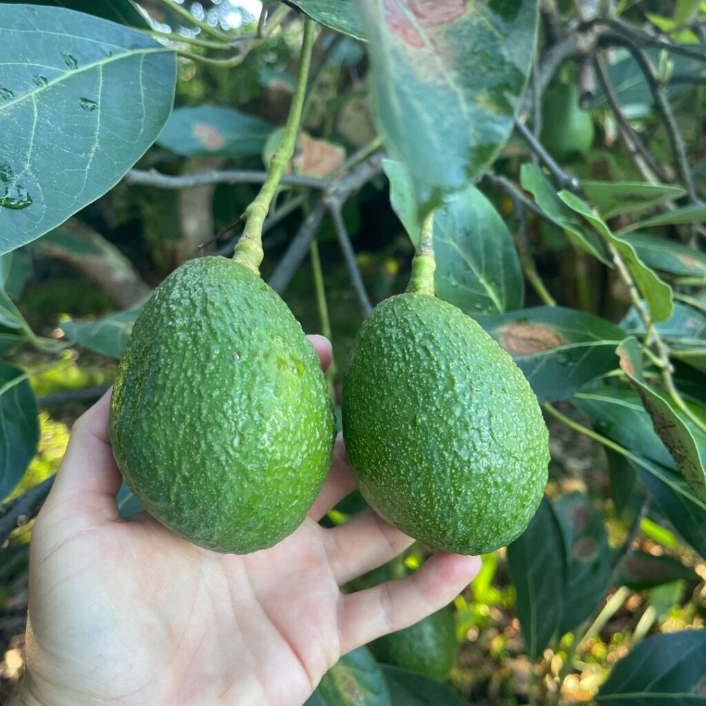 avocados