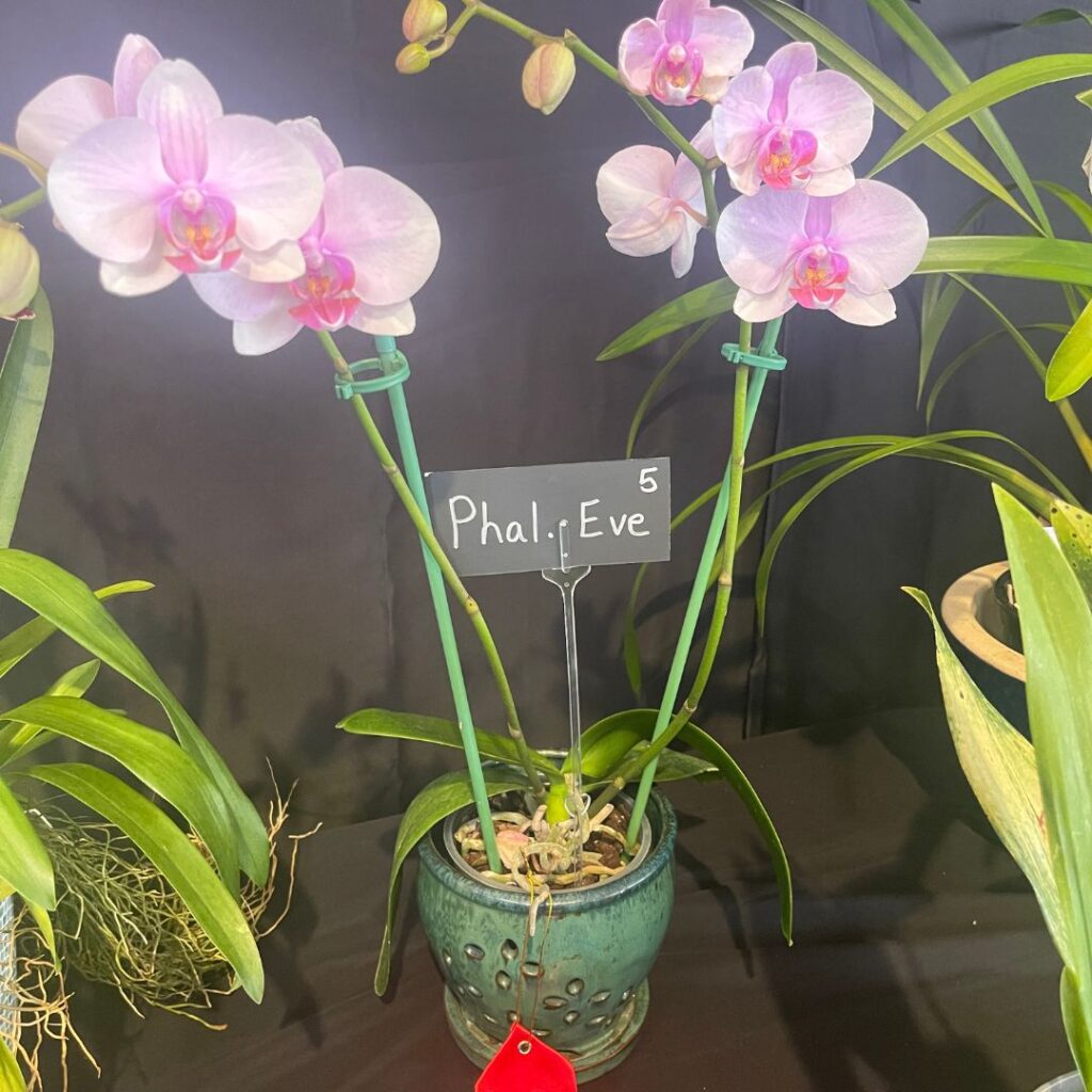 Phalaenopsis