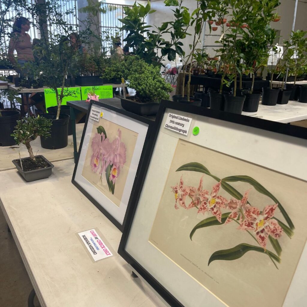 Orchid paintings