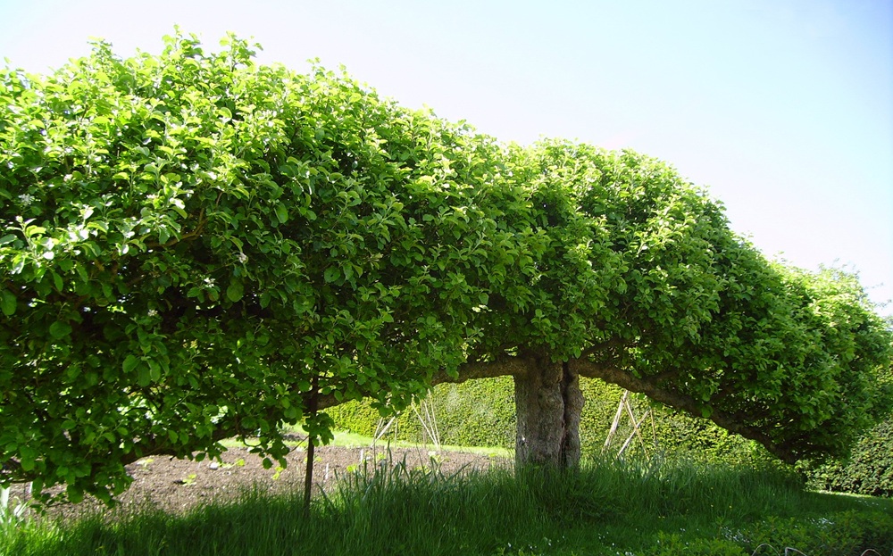 espalier tree