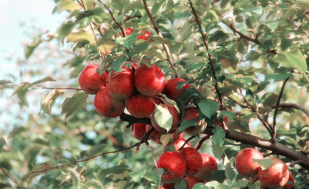 apple tree