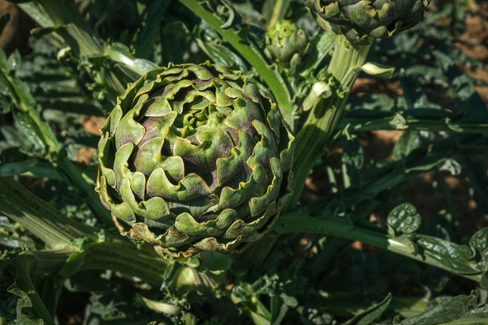 artichoke