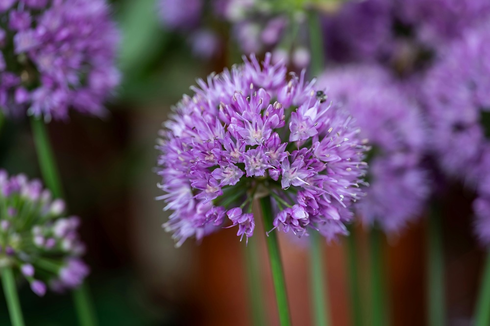 chives