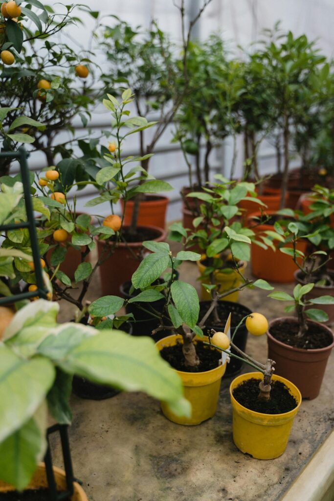 container fruit trees