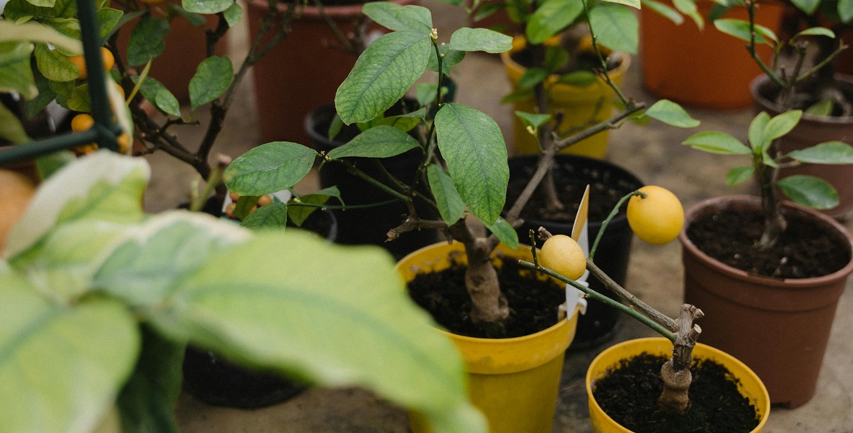 container fruit trees