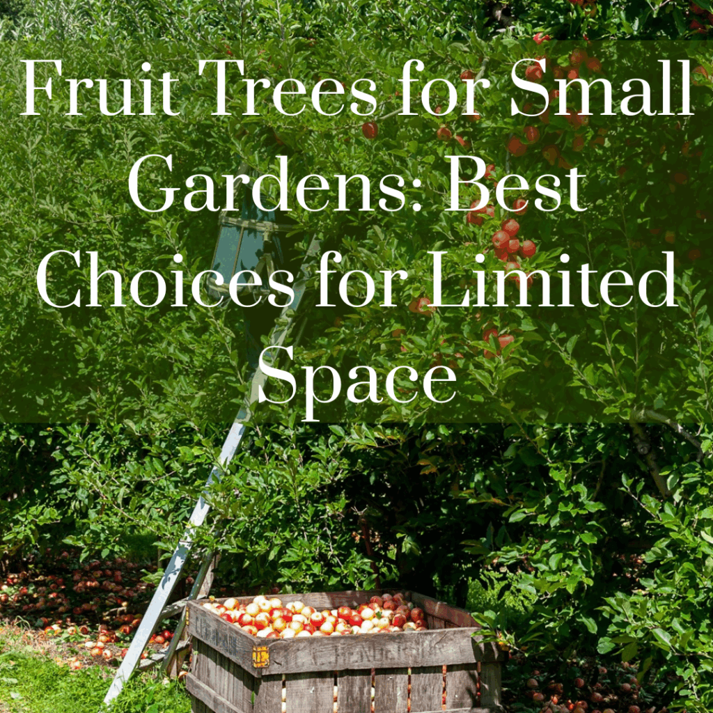 fruit trees for small spaces