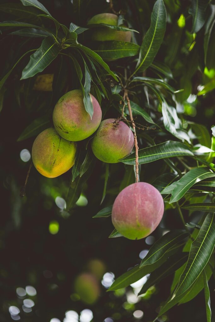 mango