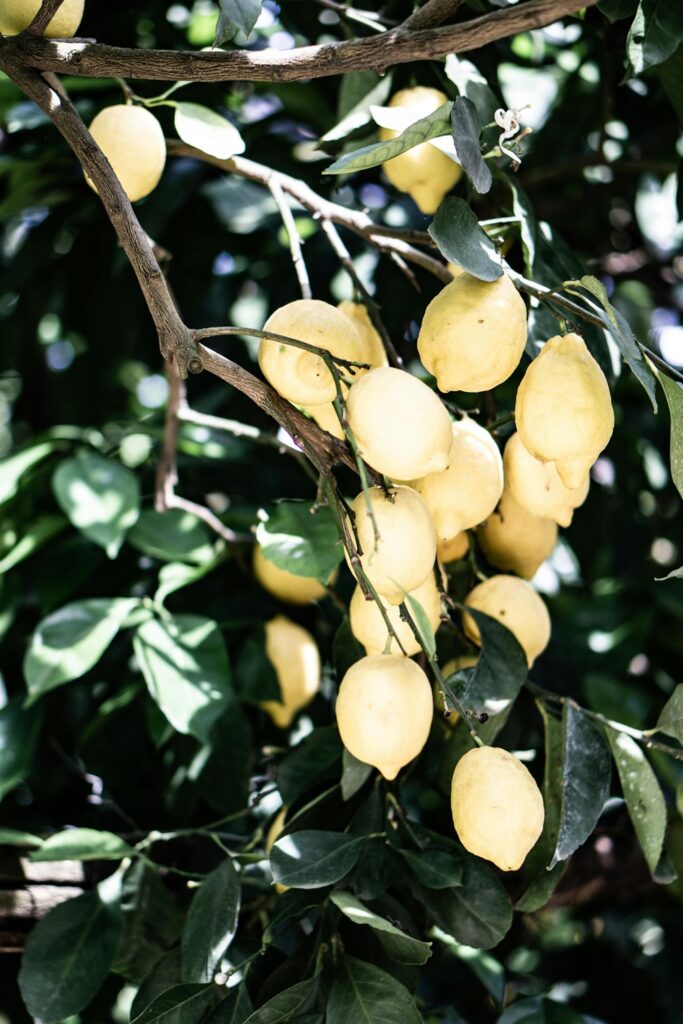 meyer lemon