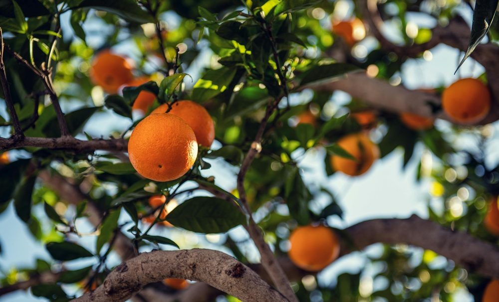 orange tree