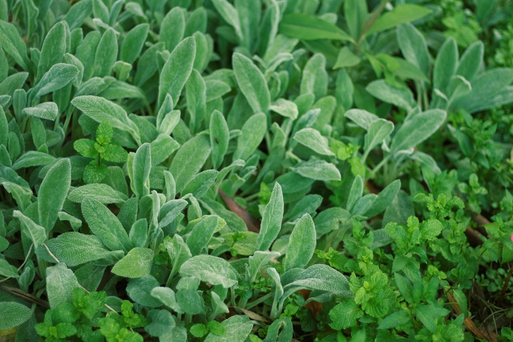 sage