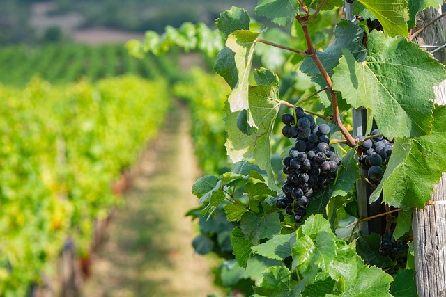 grape vines