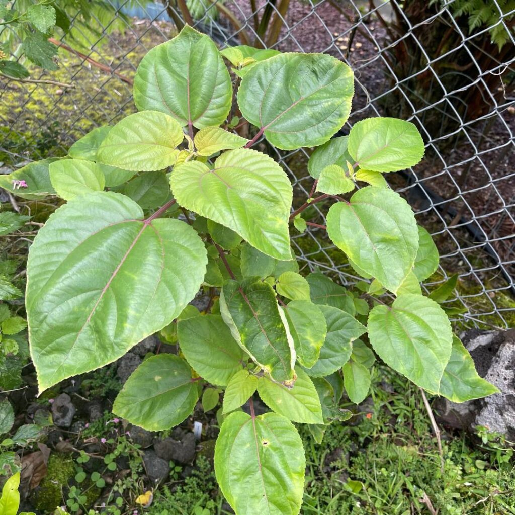 mamaki tree