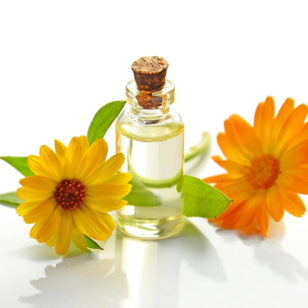 calendula flowers and extract