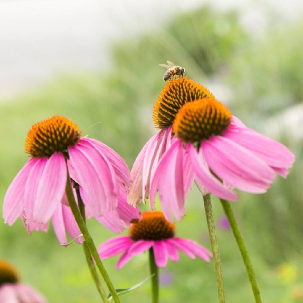 Echinacea with bee