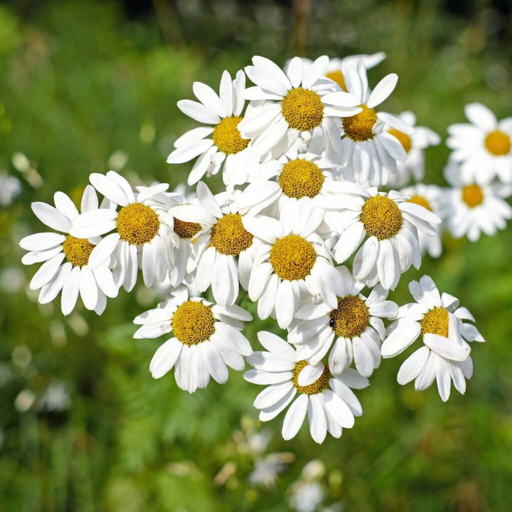 chamomile flowers