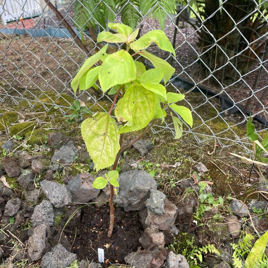 mamaki tree