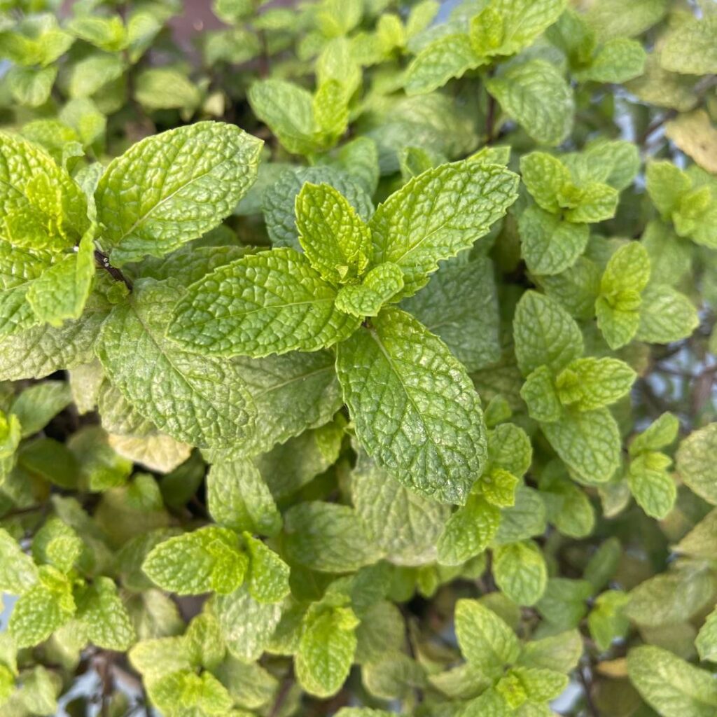 mint