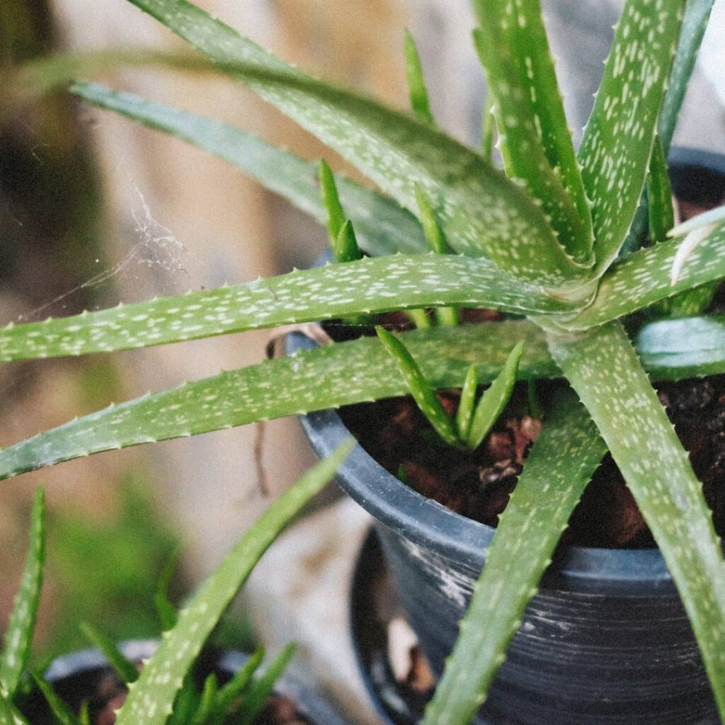 aloe vera