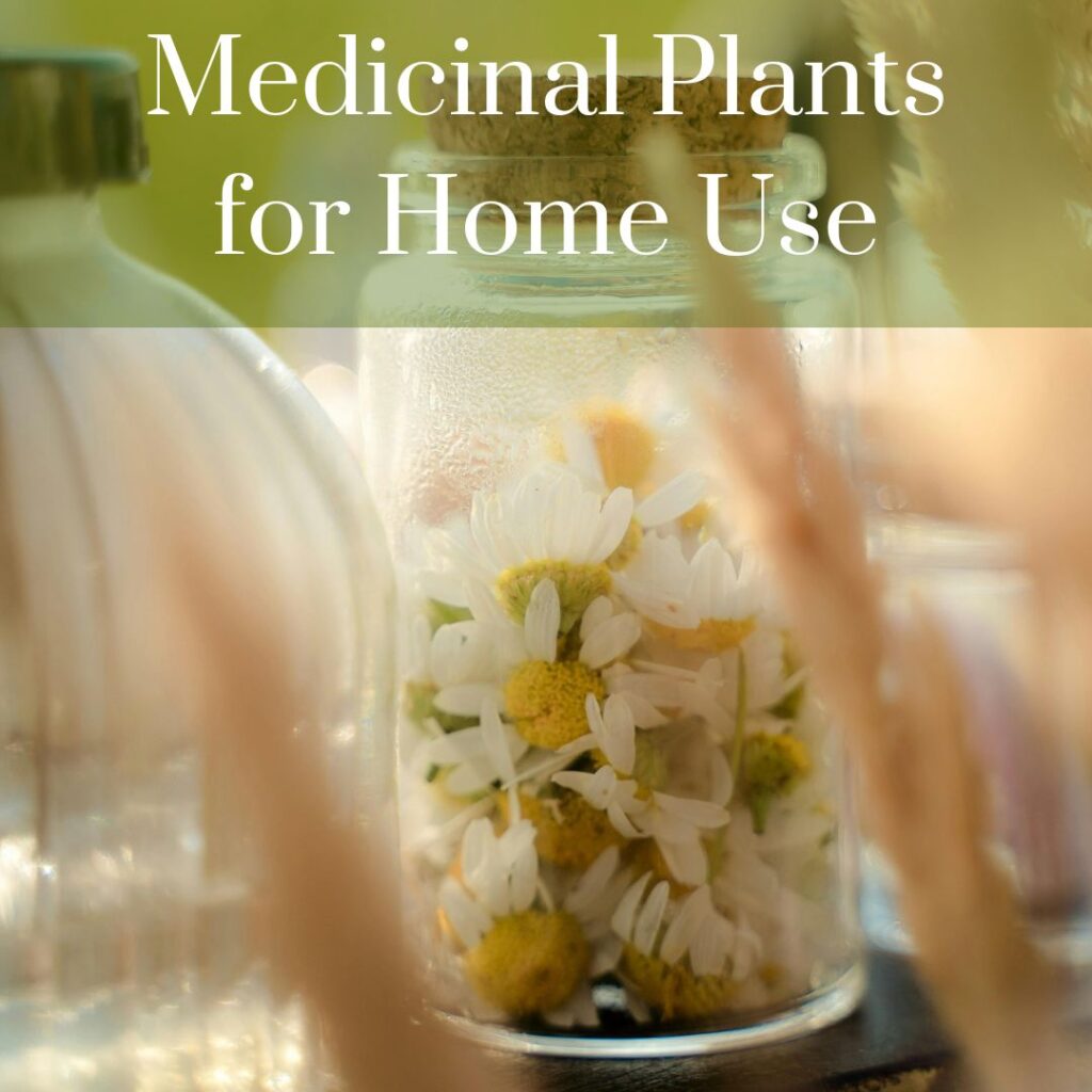 medicinal plants for home use