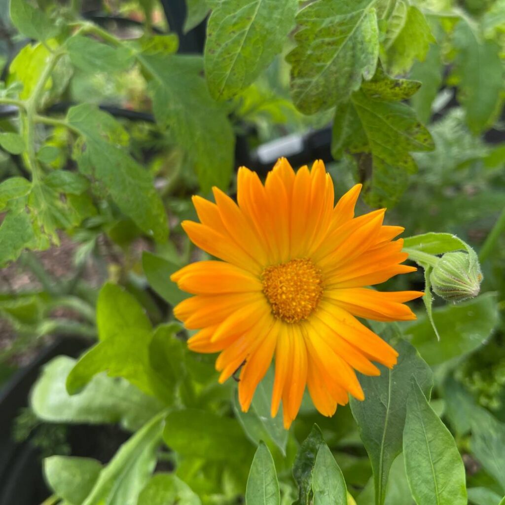 calendula flower