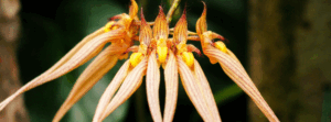 Bulbophyllum orchid rare orchids